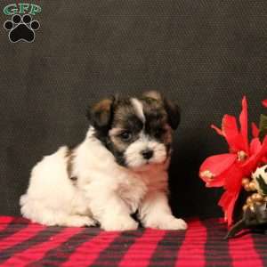 Natalie, Maltipoo Puppy